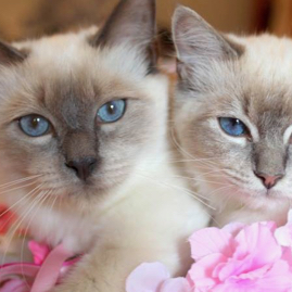 ALM Photography cats.jpeg