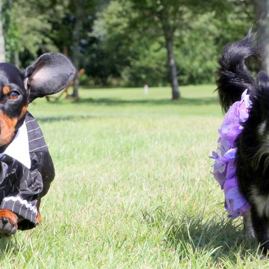 ALM Photography dogs.jpeg